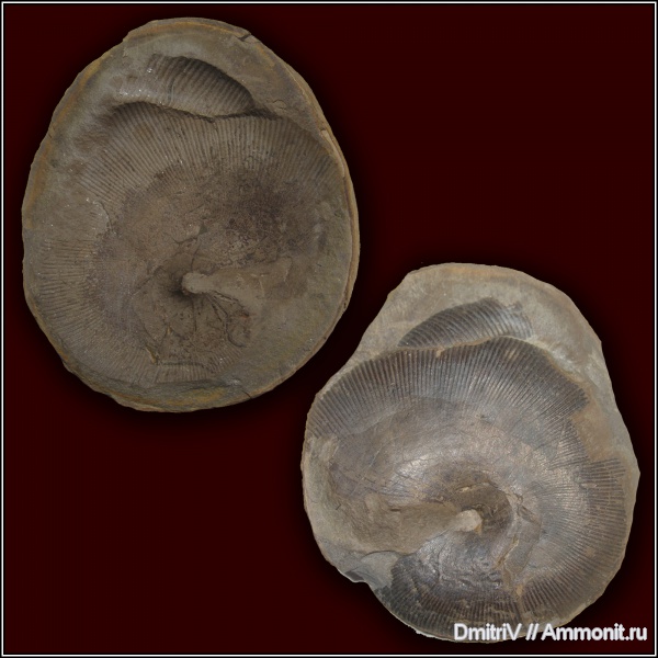 Euphylloceras, р. Дефань