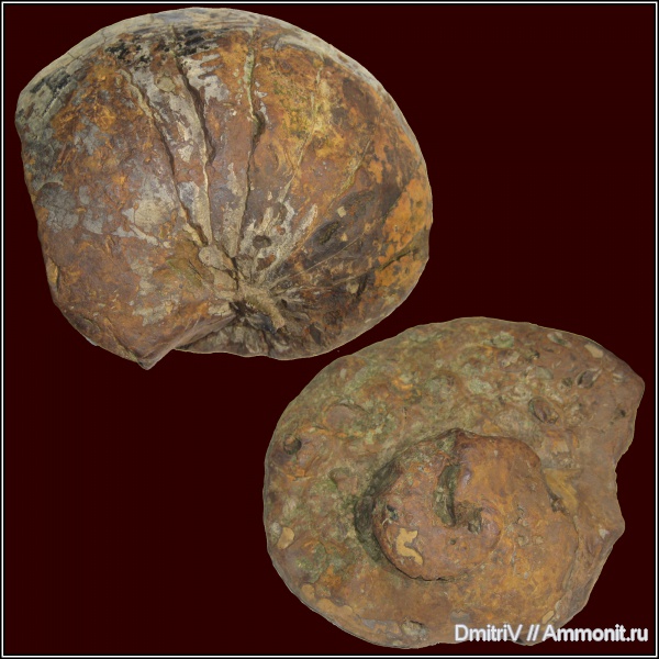 наутилусы, р. Дефань