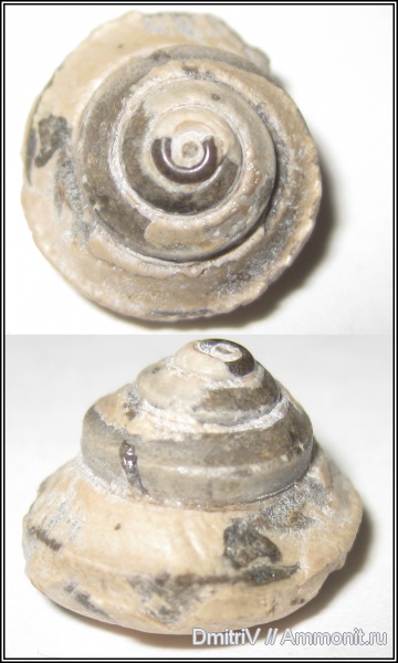 гастроподы, Bathrotomaria