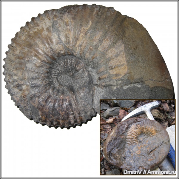 конкреции, Acanthohoplites