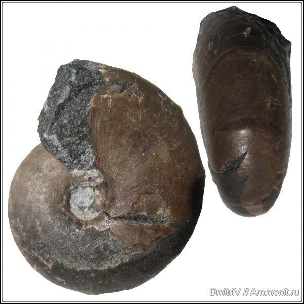 устье, Desmoceras, Desmoceratidae