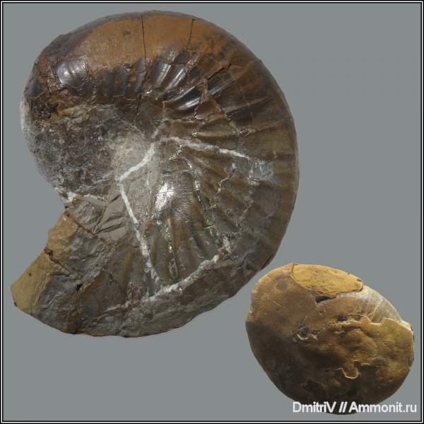 Phyllopachyceras, Phyllopachyceras prendeli, р. Дефань