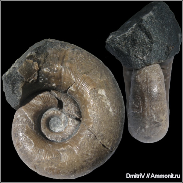 Lytoceras, Lytoceratina