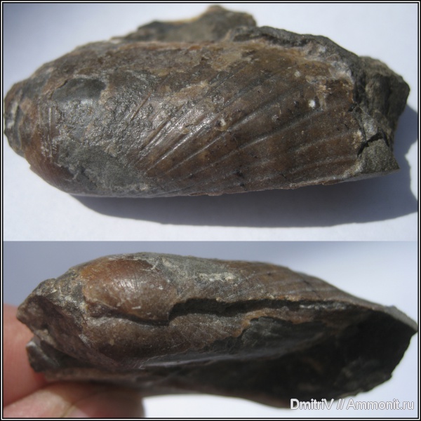 двустворчатые моллюски, Pholadomya