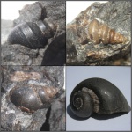 Гастроподы (слепки)