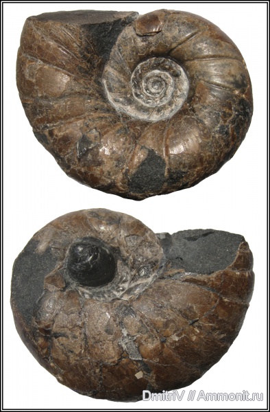 двустворчатые моллюски, Eogaudryceras, р. Дефань