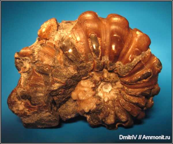 Douvilleiceras mammilatum, Douvilleiceras, Douvilleiceratidae, р. Дефань