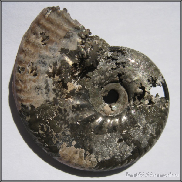 юра, Михайлов, Lunuloceras, келловей, сифон, Callovian, Jurassic, Middle Jurassic