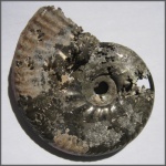 Lunuloceras sp. с сифоном