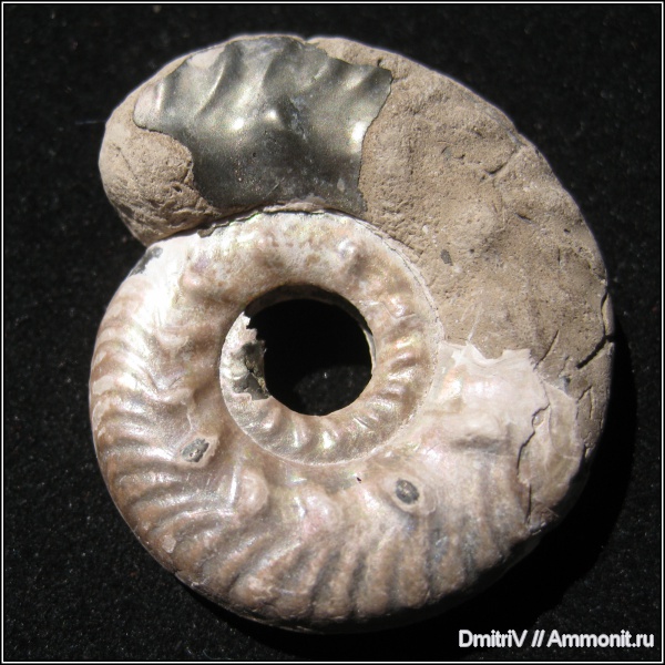 юра, Михайлов, Brightia, келловей, Brightia davitaschvilii, Callovian, Jurassic, Middle Jurassic