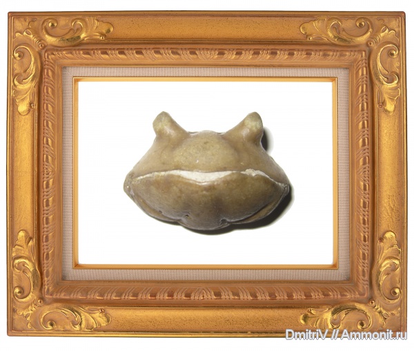 трилобиты, ордовик, р. Волхов, Asaphus, Ordovician