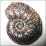 "Перламутр" 1