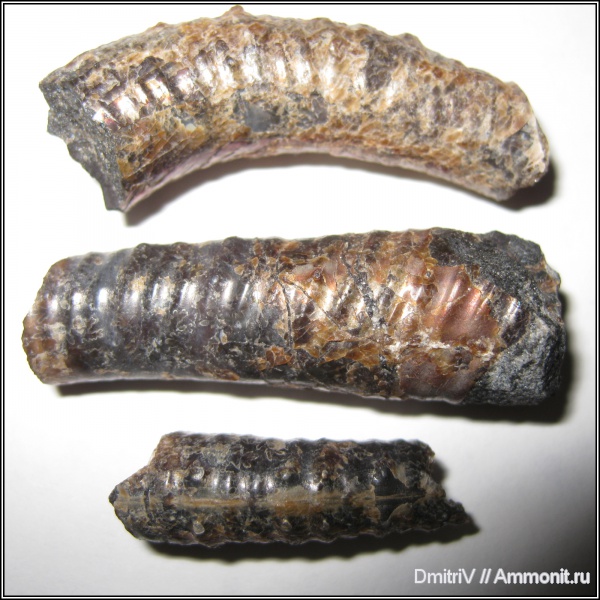 гетероморфные аммониты, heteromorph ammonites