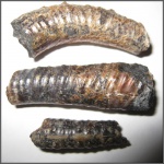 "Перламутр" 4