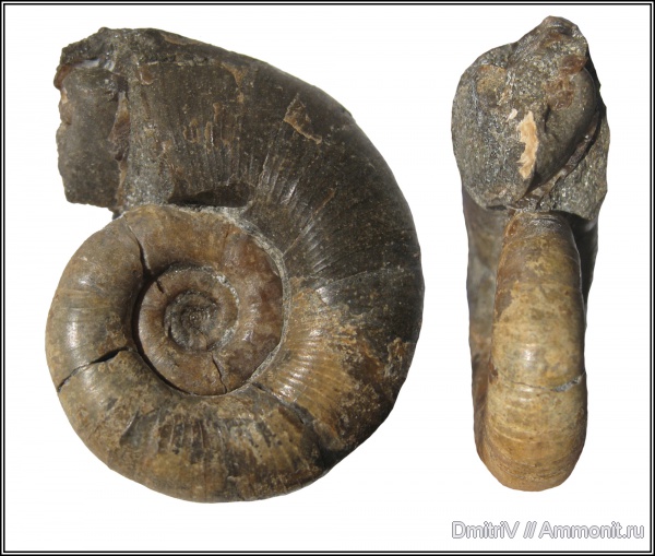 Lytoceras, р. Дефань