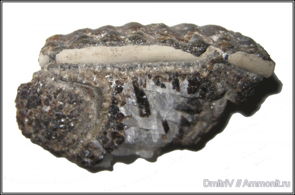 кальцит, сифон