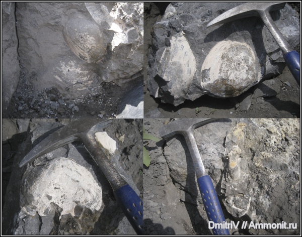 двустворчатые моллюски