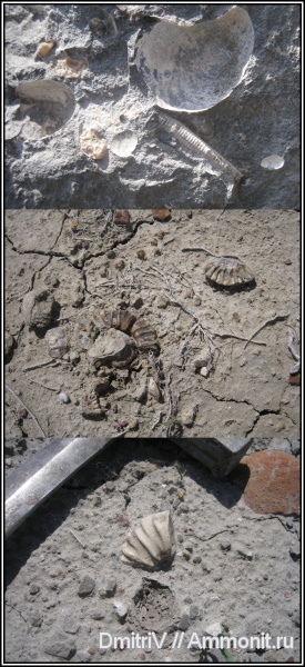 аммониты, конкреции, Ammonites