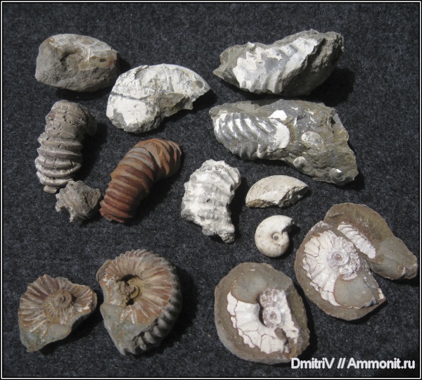аммониты, Ammonites, Phylloceratidae