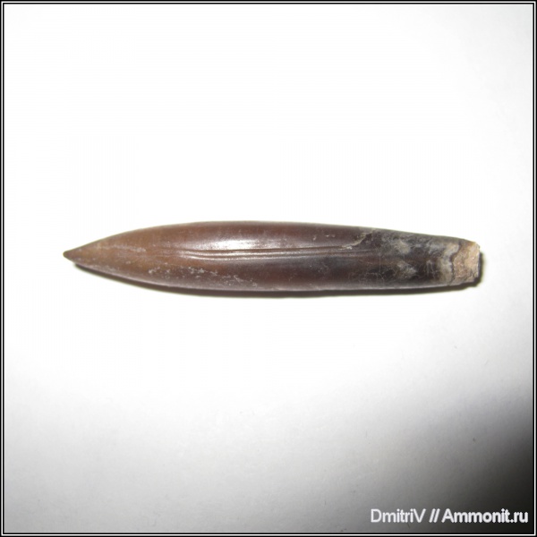 белемниты, мел, belemnites, Parahibolites planus, Parahibolites