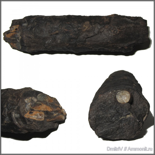 окаменевшее дерево, древоточцы