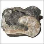 Фрагмент Euphylloceras