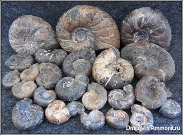 аммониты, Ammonites, Eogaudryceras