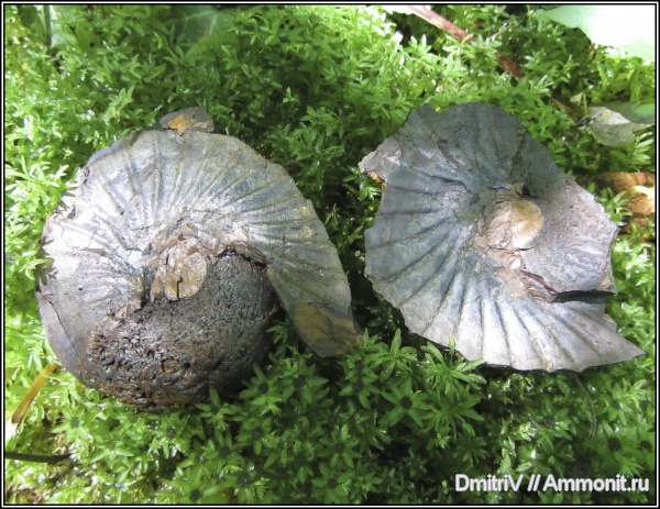 Phyllopachyceras, Phyllopachyceras prendeli