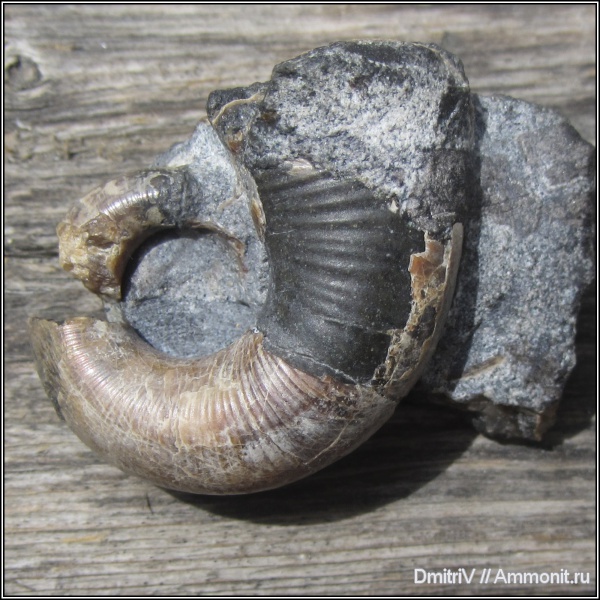 гетероморфные аммониты, Pictetia, heteromorph ammonites