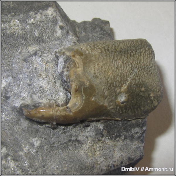 раки, крабы, клешни, Paleopagurus