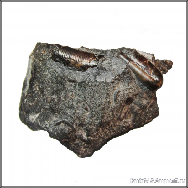 гетероморфные аммониты, Ptychoceras, Hamites, heteromorph ammonites