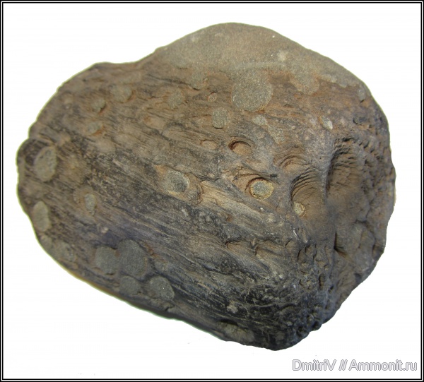 древоточцы, р. Дефань