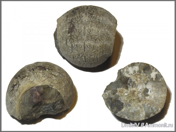 Jaubertella, лопастные линии