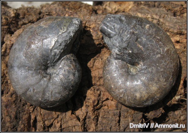 аммониты, Euphylloceras, Ammonites, р. Дефань