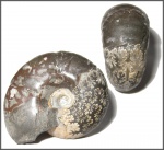 Аммонит из семейства Desmoceratidae