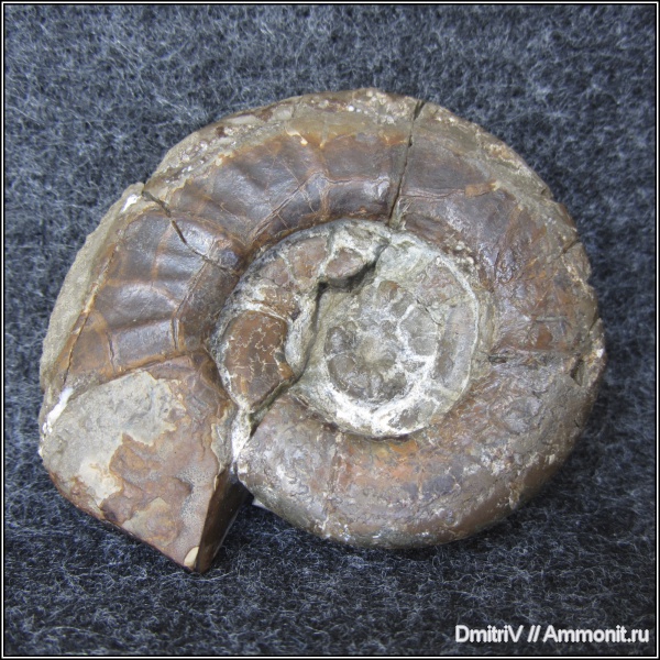 гетероморфные аммониты, р. Дефань, heteromorph ammonites