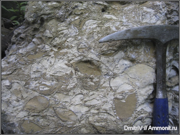 брахиоподы, конкреции