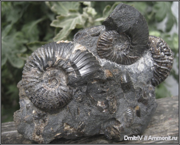 аммониты, конкреции, палеоарт, Ammonites, р. Дефань