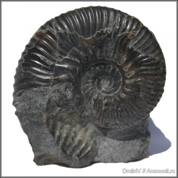 аммониты, палеоарт, Ammonites, Eogaudryceras, Acanthohoplites