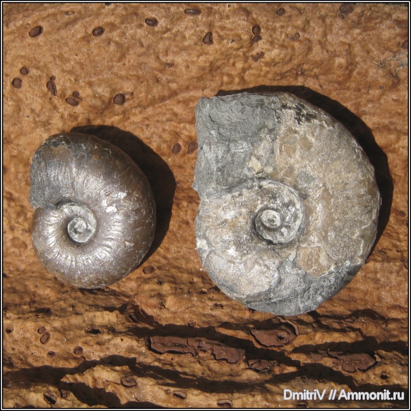 аммониты, Desmoceras, Ammonites, Desmoceratidae