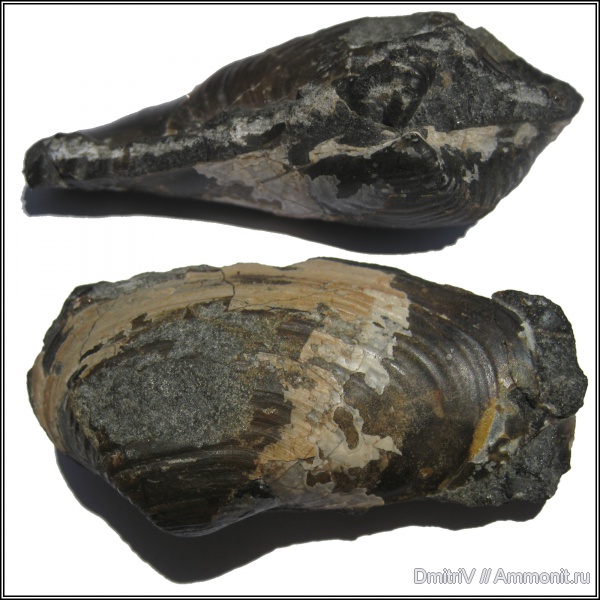 двустворчатые моллюски, Panopaea, Panopaea gurgitis