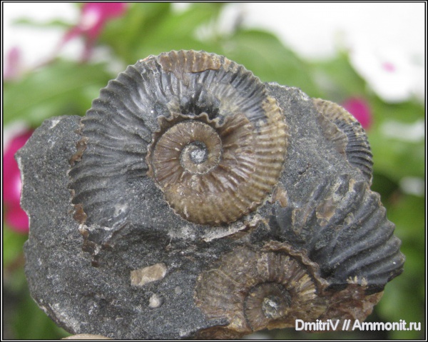 аммониты, палеоарт, Ammonites, Acanthohoplites