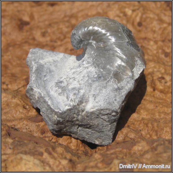 двустворчатые моллюски, Buchia