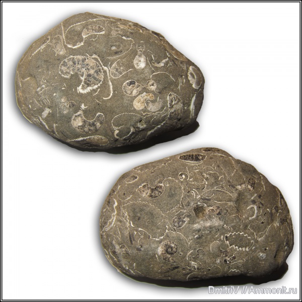 аммониты, гастроподы, конкреции, Ammonites, р. Дефань