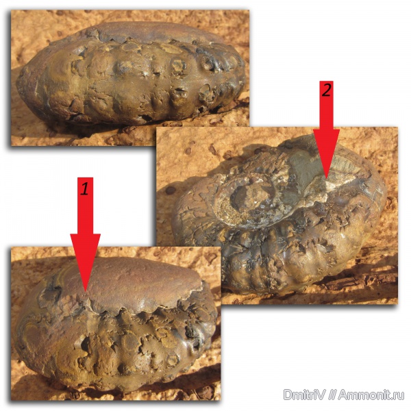 Epicheloniceras, шипы