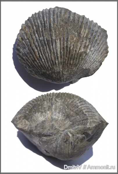 брахиоподы