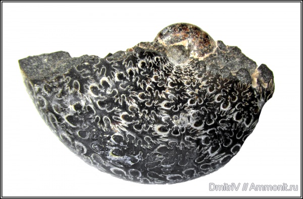 лопастные линии, Phylloceratidae