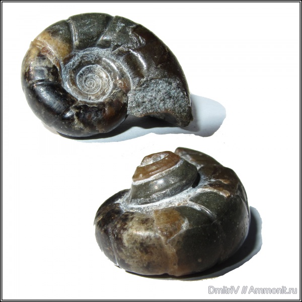 палеоарт, Eogaudryceras