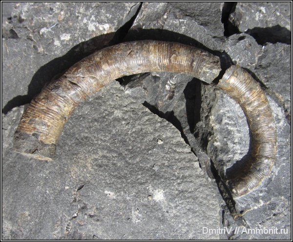гетероморфные аммониты, Pseudocrioceratites, heteromorph ammonites