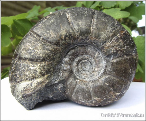 аммониты, устье, Ammonites, Eogaudryceras